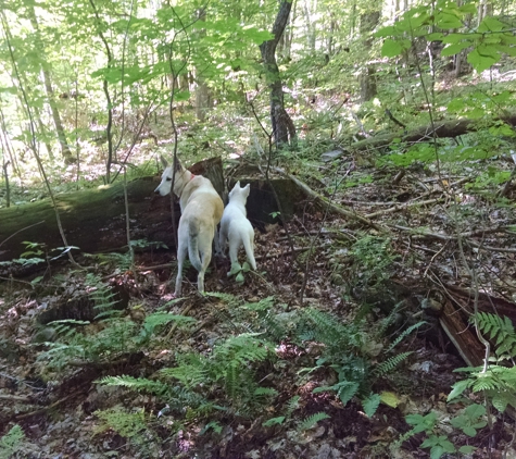 Way of The Wolf Dog Training - Danby, VT