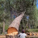 Twain Harte Tree Service - Arborists