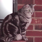 Bootsie American Shorthair Cats