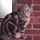 Bootsie American Shorthair Cats