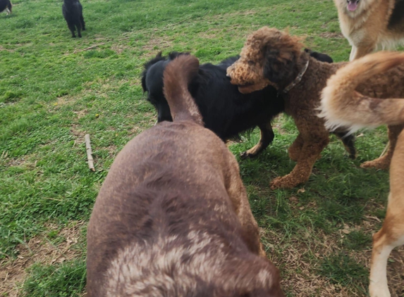 Camp Canine Elite Dogs-Training, Boarding & Grooming - Murray, KY