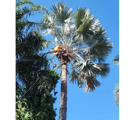OASIS TREES NORTH QUEENSLAND