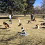 Dog Training Elite Salt Lake City