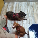 Downtown St. Pete Vet Clinic - Veterinarians