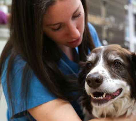 Stevenson Village Veterinary Hospital - Baltimore, MD