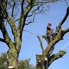 Highpoint Tree Care gallery