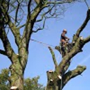 Highpoint Tree Care - Tree Service