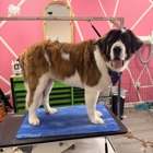 Woofalicious Grooming Studio