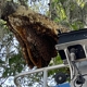 Orlando Bee Removal Expert
