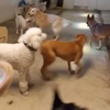 Canine Classics Spa & Resort gallery