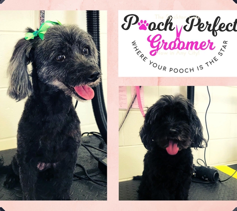 Pooch Perfect Groomer