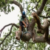 Payneless Tree Care gallery