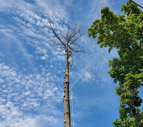 Backwoods Tree Service - Montrose, MI