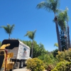 Vista Del Rey Tree Services gallery