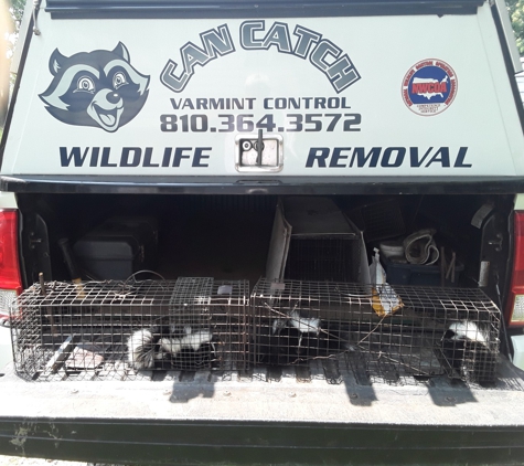 Can Catch Varmint Control - Port Huron, MI. Got Skunks?