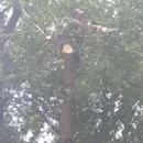 MTZ Tree Service - Tree Service