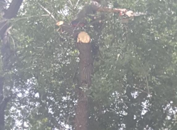 MTZ Tree Service - Arlington, TX