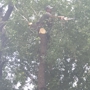 MTZ Tree Service