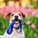 Joliz Pet Care - Dog Day Care