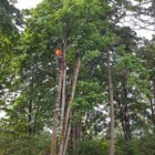 Issaquah Tree Care