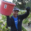 Pedroncelli Winery gallery