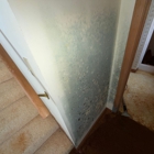 Convenient Mold Testing and Remediation