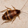 All N-1 Pest Control Management gallery