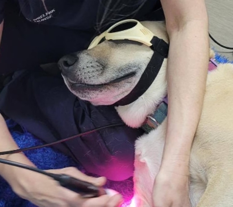 Barossa Veterinary Surgery - Nuriootpa, SA