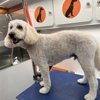 Furry Land Mobile Pet Grooming Fairfield County gallery