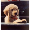 5 Star Golden Retriever Puppies gallery