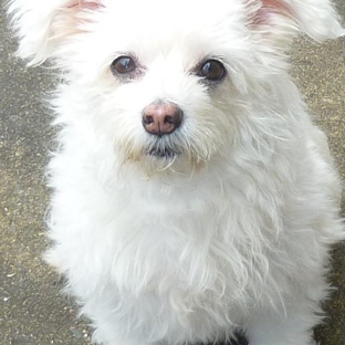 Blue Lake Veterinary Clinic - Mount Gambier, SA. Jacko