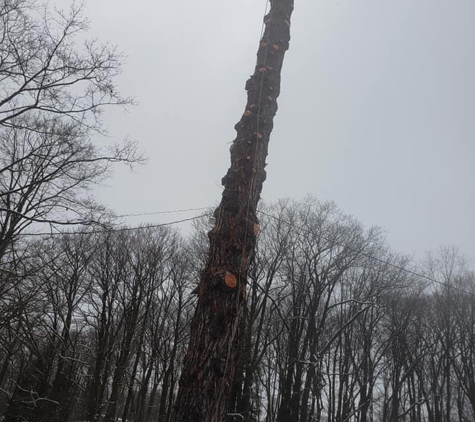 Zambo's Tree Service - Somerset, PA