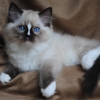 Blue Gem Ragdoll Cattery gallery