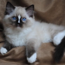 Blue Gem Ragdoll Cattery - Kennels