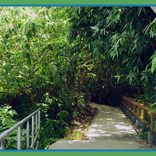 Abacus Tree Services - Newcastle, NSW. Tree Assessment & Tree Management Plans