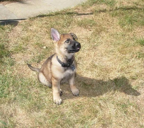 Dog Containment Systems - Olney, MD