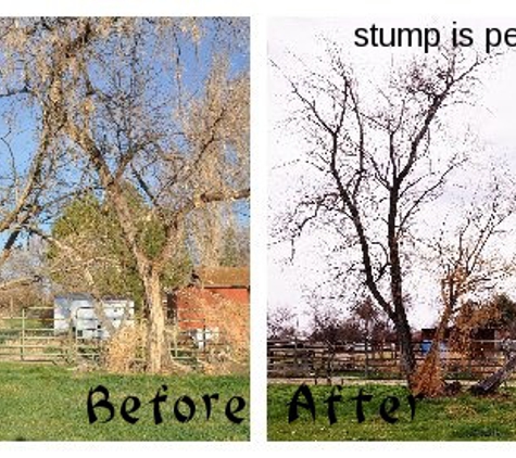 Abiding Dreams Tree Removal - Bowling Green, VA