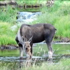 Quartz Creek Lodge Pitkin