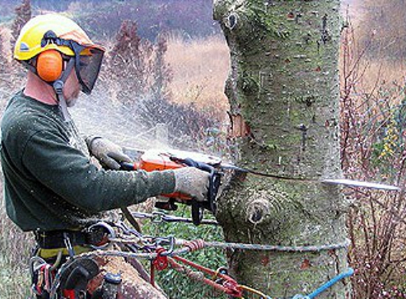 tree-removal-dfw.com - Carrollton, TX