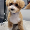Goldiris Mobile Pet Grooming - Mobile Pet Grooming