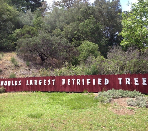 Petrified Forest - Calistoga, CA