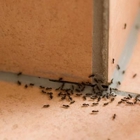 Tri-County Pest Control
