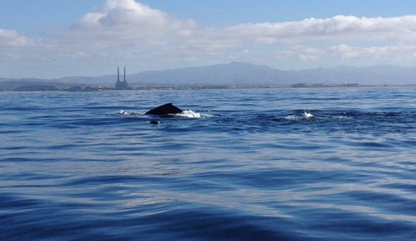 Monterey Bay Whale Watch - Monterey, CA