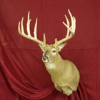 King's Taxidermy
