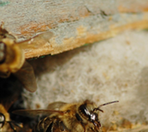 central ohio exterminating - Washington Court House, OH