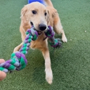 Paws 'n' Rec - Sarasota - Pet Services