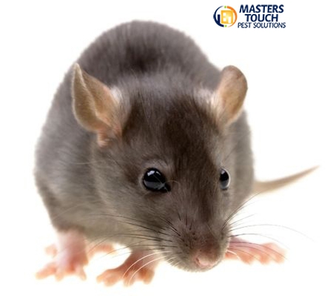 Masters Touch Pest Solutions - Downingtown, PA