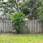 Swift Tree & Landscape