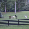 Feathers and Friends Alpaca Farm gallery