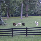 Feathers and Friends Alpaca Farm